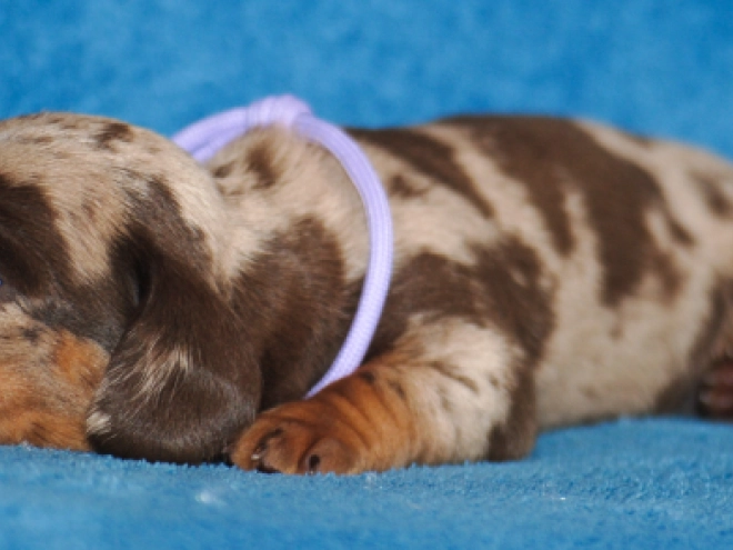 Perros Dachshund en venta
