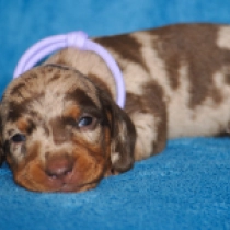 Dolly – miniature, brown tiger Dachshund for sale