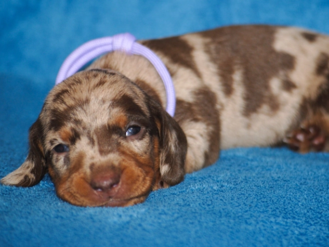 Perros Dachshund en venta