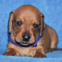 Caramella – miniature, red Dachshund for sale