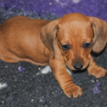 Caramella – miniature, red Dackel Welpen kaufen