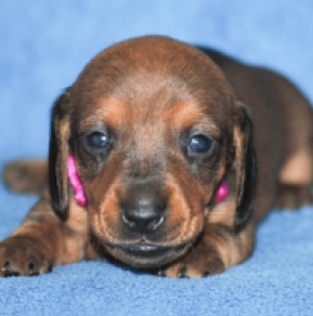 Perros Dachshund en venta
