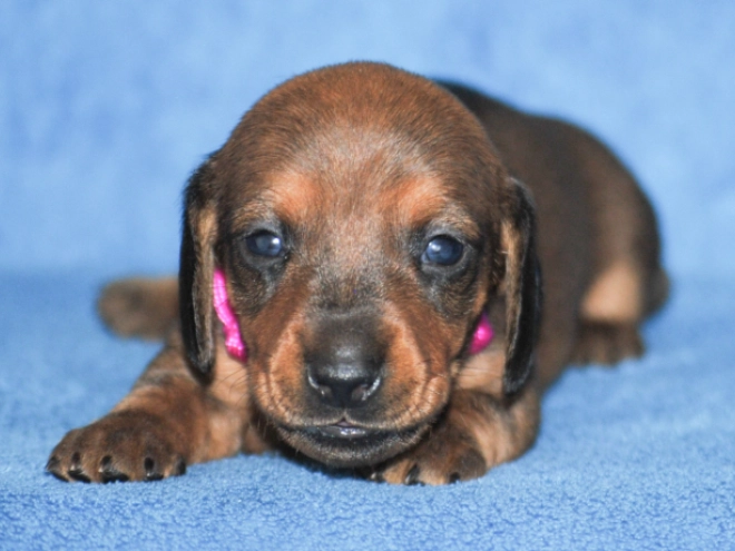 Dachshund puppy for sale
