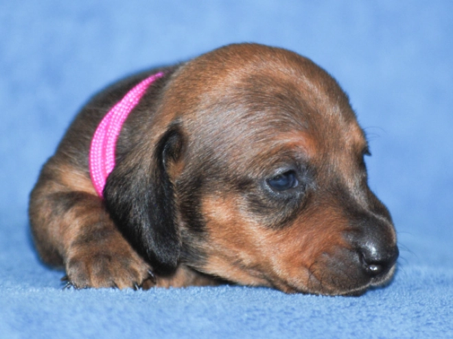 Dachshund puppy for sale