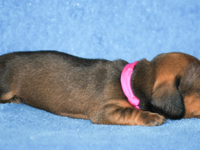 Dachshund puppy for sale