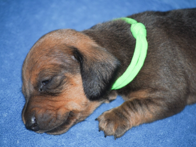 Dachshund puppy for sale