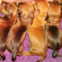 Promising miniature litter, red Dachshund for sale