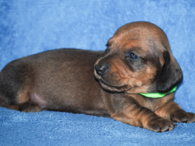 Dachshund puppy for sale