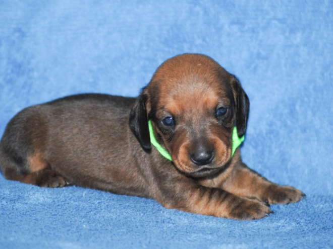 Dachshund puppy for sale