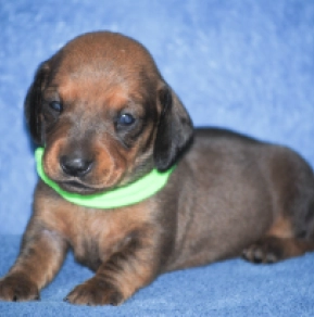 Perros Dachshund en venta