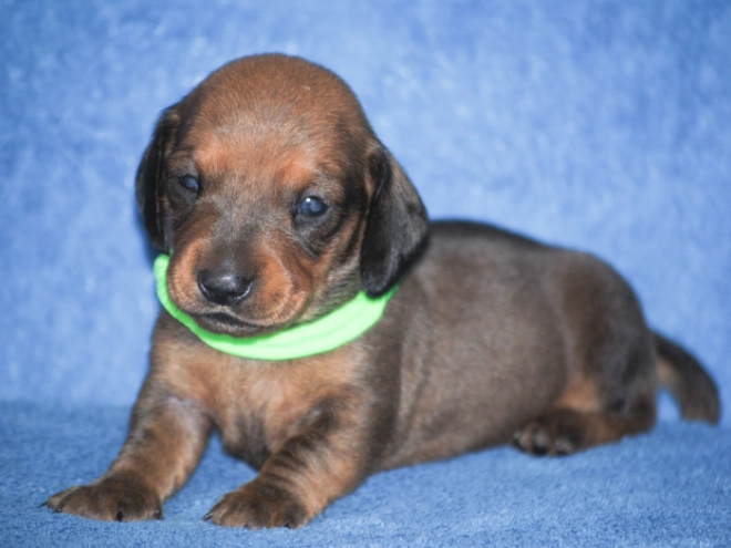 Dachshund puppy for sale