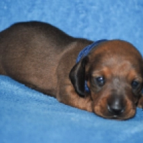 Herman – miniature, red Dachshund for sale