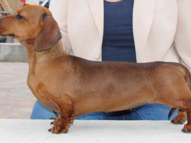 Dachshund puppy for sale