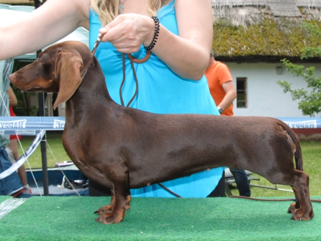 Dachshund puppy for sale