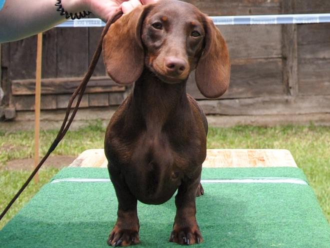 Dachshund puppy for sale