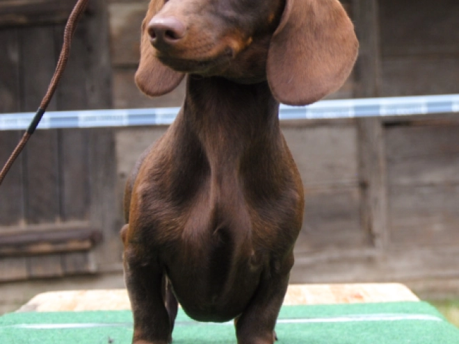 Dachshund puppy for sale
