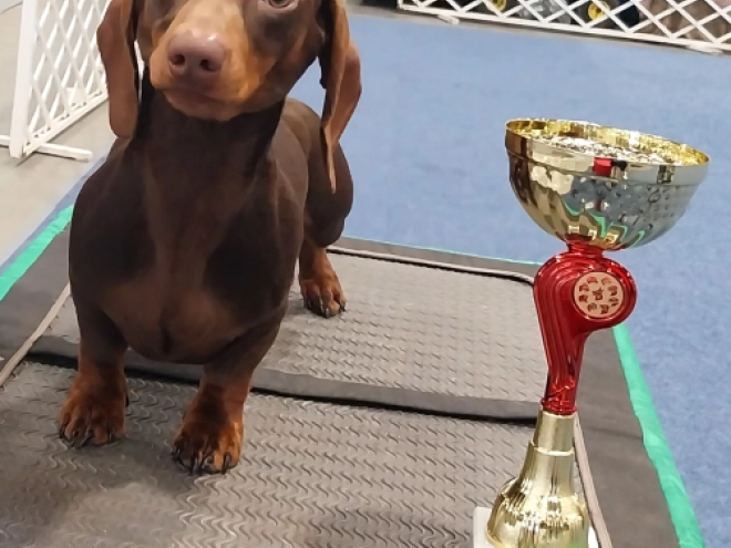 Dachshund puppy for sale