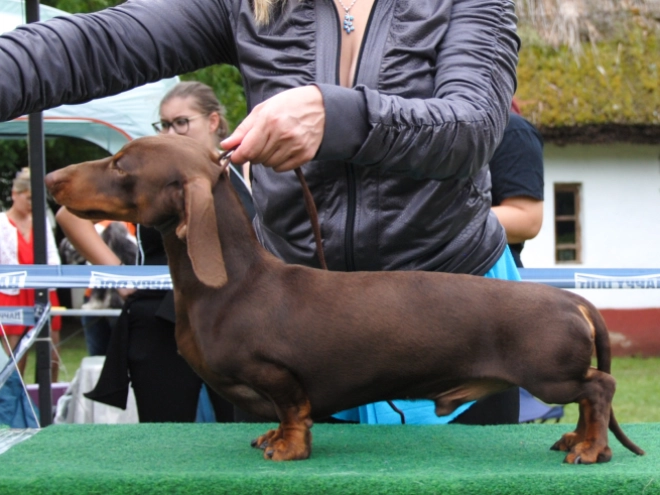 Dachshund puppy for sale