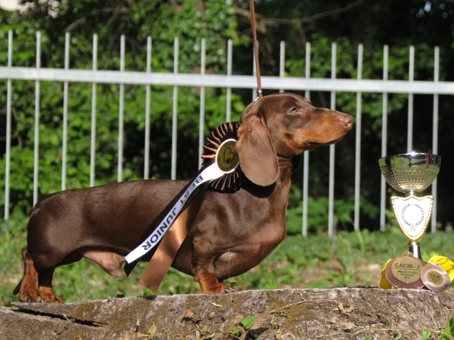 Dachshund puppy for sale