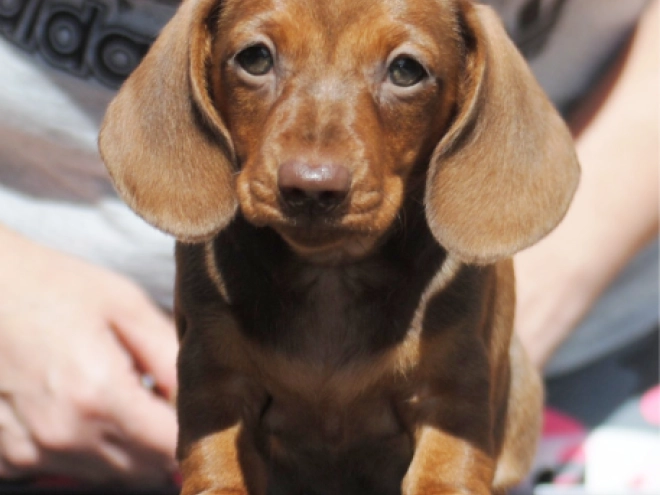Dachshund puppy for sale