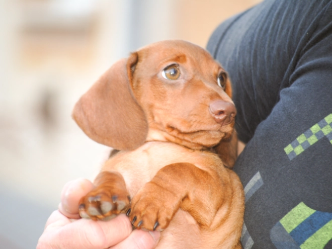 Dachshund puppy for sale