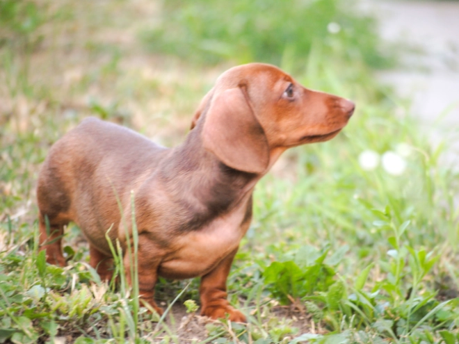 Dachshund puppy for sale