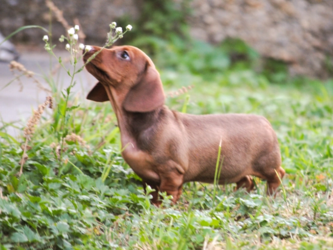Dachshund puppy for sale
