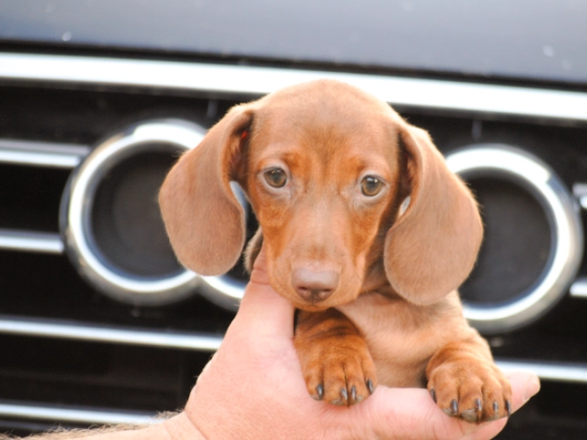 Dachshund puppy for sale