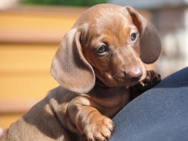 Dachshund puppy for sale