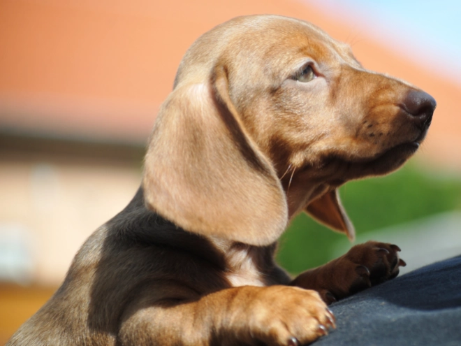 Dachshund puppy for sale