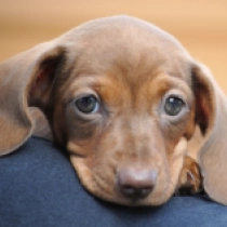 Nimpha – Miniature, red Dachshund for sale