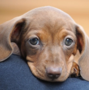 Dachshund puppy for sale