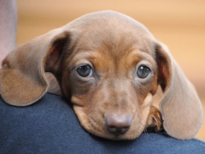 Dachshund puppy for sale
