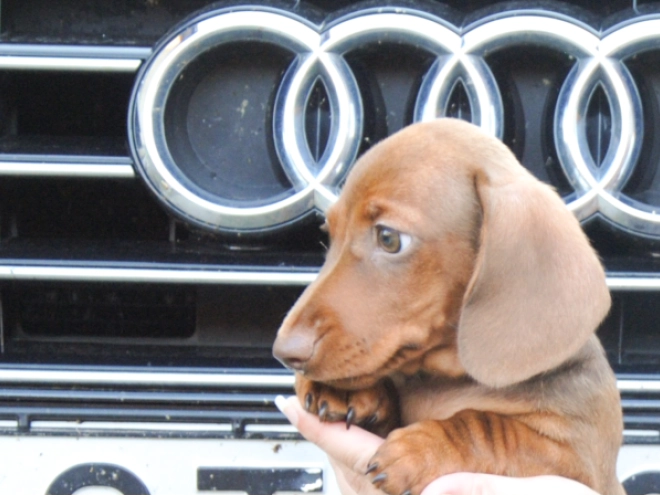 Dachshund puppy for sale