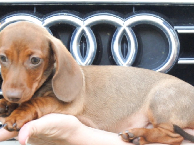 Dachshund puppy for sale