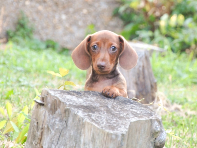 Dachshund puppy for sale