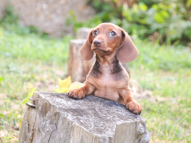 Dachshund puppy for sale