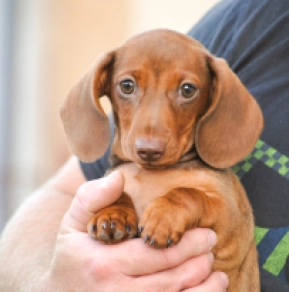 Dachshund puppy for sale