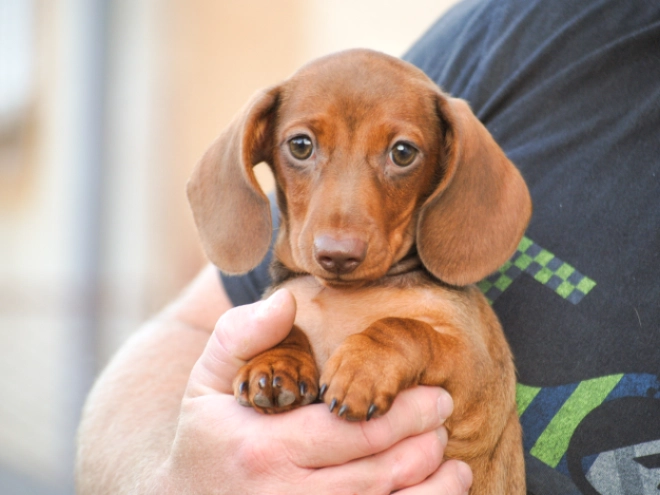 Dachshund puppy for sale