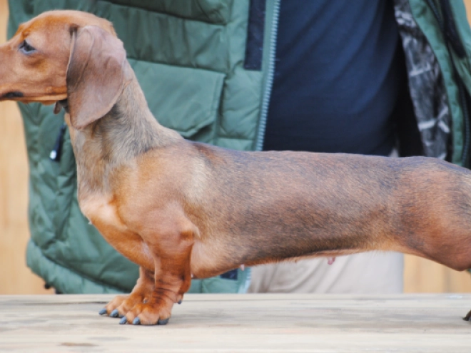 Dachshund puppy for sale