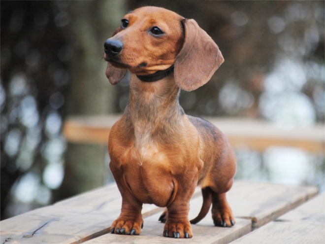 Dachshund puppy for sale