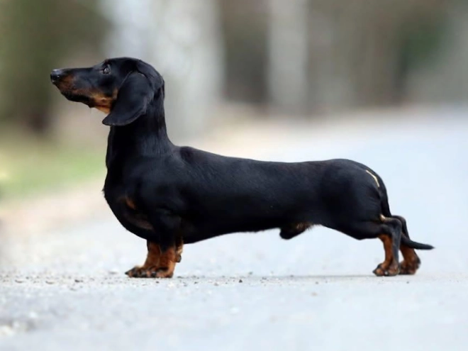 Dachshund puppy for sale