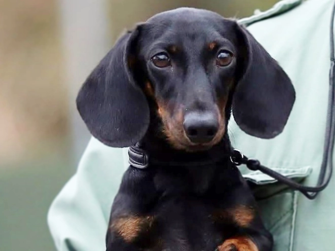 Dachshund puppy for sale