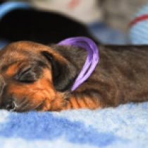 Olivia – miniature, red Teckel en venta