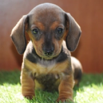Olivia – miniature, red Teckel en venta