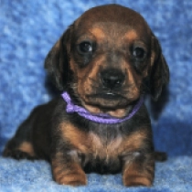 Olivia – miniature, red Dackel Welpen kaufen