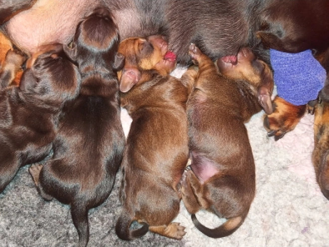 Dachshund puppy for sale