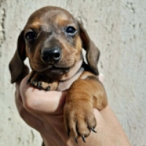 Olaf – miniature, red Dachshund for sale