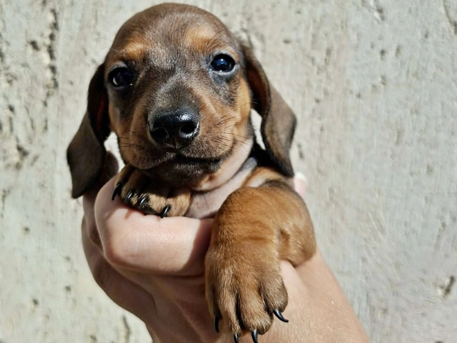 Dachshund puppy for sale