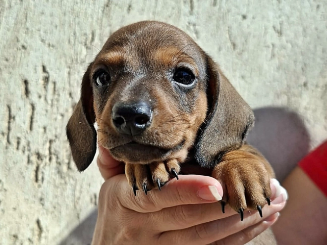 Dachshund puppy for sale